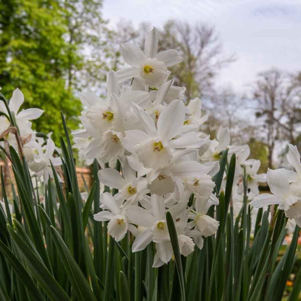 Bulbes à fleurs à planter à l'automne - Narcisse Thalia (x6) - face recto